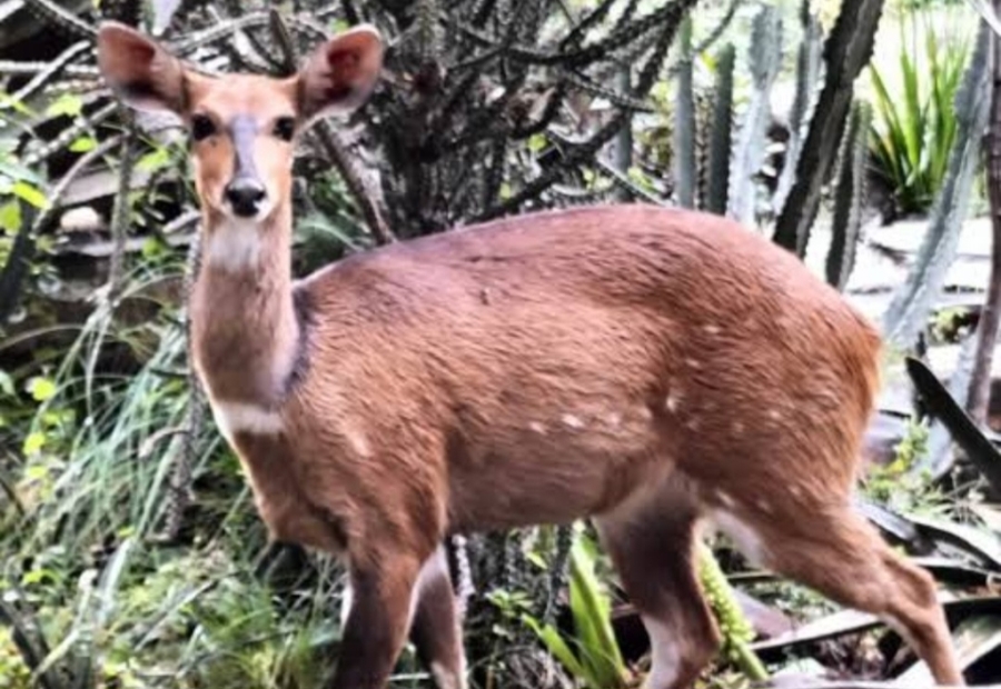 0 Bedroom Property for Sale in Paradise Beach Eastern Cape